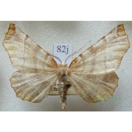 Selenia dentaria (Fabricius, 1775) male Skrzytek bezksiężyczak Czech82j